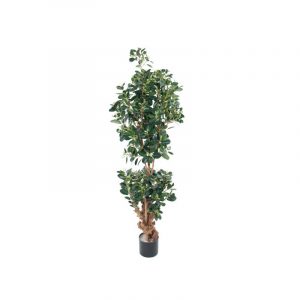 Planta Ficus Panda 150cm
