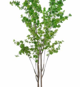 Planta Schefflera