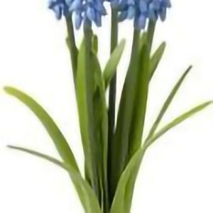 Muscari Lilás