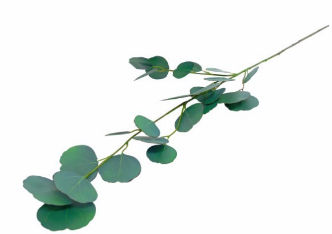 Eucalipto Verde