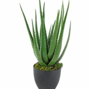 Planta Aloe Vera
