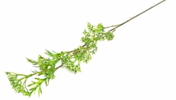 Aselepias Verde