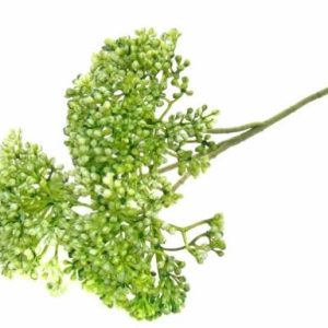 Sedum Verde