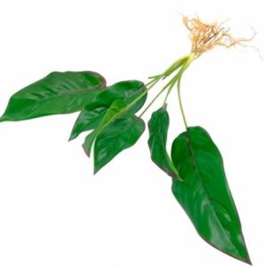 Pé Folhagem Arrowroot