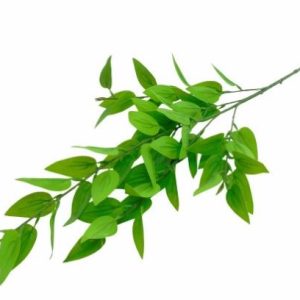 Pé Folhagem Verde