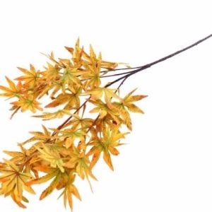 Folha Acer Verde