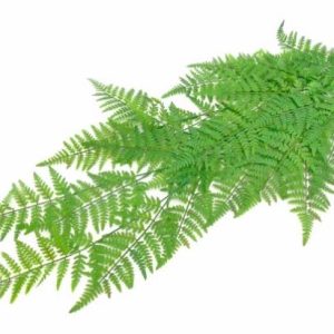 Folhagem Pendente Verde