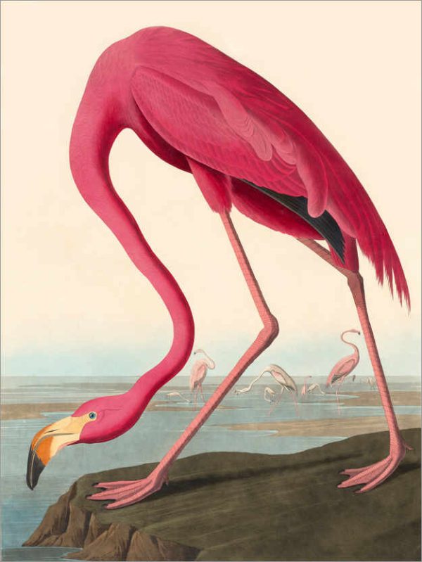 Moldura Preta e Verde Seco C/  Estampa Flamingo