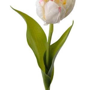 Tulipa Branca